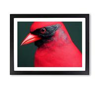 Cardinal Bird Vol.17 Framed Print | A2 Black Framed Wall Art | Ready to Hang | Modern Nature Picture | Living Room Bedroom Lounge Office