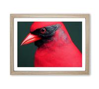 Cardinal Bird Vol.17 Framed Print | A2 Oak Framed Wall Art | Ready to Hang | Modern Nature Picture | Living Room Bedroom Lounge Office