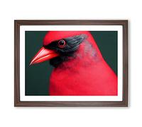 Cardinal Bird Vol.17 Framed Print | A3 Walnut Framed Wall Art | Ready to Hang | Modern Nature Picture | Living Room Bedroom Lounge Office