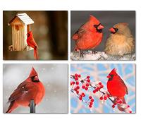 Cardinal Greeting Cards - Bird Note Cards - Blank on The Inside - Includes 12 Cards and Envelopes - 4 Unique Designs - 5.5" x 4.25"
