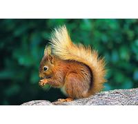 Cardtoons Publications Red Squirrel Tea Towel