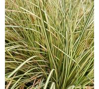 Carex Oshimensis 'Evergold' Evergreen Grass RHS Award, 2L