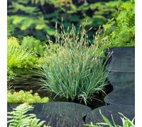 Carex Panicea Carnation Sedge Dwarf Blue Sedge Marginal Aquatic 9Cm Pot X 1 Plant By Thompson & Morgan