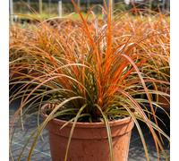 Carex Prairie Fire Ornamental Grass Fiery Orange Evergreen Sedge 2L Pot