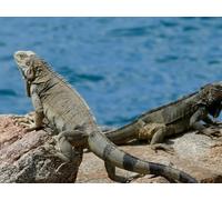 Caribbean Cruise - an Indulgence of the Senses