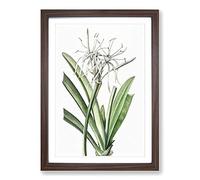 Caribbean Spider-Lily Flowers by Pierre-Joseph Redoute Framed Print | A2 Walnut Framed Wall Art | Ready to Hang | Modern Floral Picture | Living Room Bedroom Lounge Office