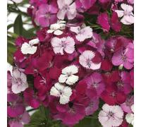 Carnation 'Dart Pink Magician'. 7cm Plant x 3. Fragrant, low maintenance perennial flowers. Winter bedding plants. Bedwen Plants Online Garden Centre.