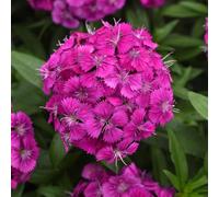 Carnation 'Dart Purple'. 7cm Plant x 3. Fragrant, low maintenance perennial flowers. Winter bedding plants. Bedwen Plants Online Garden Centre.