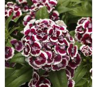Carnation 'Dart Red White Picotee'. Plug Plant x6. Fragrant, low maintenance perennial flowers. Winter bedding plants. Bedwen Plants Online Garden Centre.