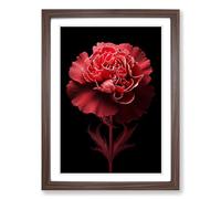Carnation Flower Conceptual Framed Print | A2 Walnut Framed Wall Art | Ready to Hang | Modern Floral Picture | Living Room Bedroom Lounge Office