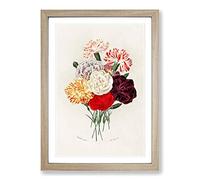 Carnation Flowers by Charles d' Orbigny Framed Print | A2 Oak Framed Wall Art | Ready to Hang | Modern Floral Picture | Living Room Bedroom Lounge Office