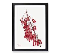Carolina Maple by Mary Vaux Walcott Framed Print | A2 Black Framed Wall Art | Ready to Hang | Modern Nature Picture | Living Room Bedroom Lounge Office