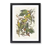 Carolina Parrots By John James Audubon Vintage Framed Print | A2 Black Framed Wall Art | Ready to Hang | Classic Animal Picture | Living Room Bedroom Lounge Office