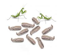 Carolina Praying Mantis Egg Case -Includes 50-200 Nymphs | Perfect for STEM Education, Eco-Friendly Garden & Fun Pet Observation (10, Carolina Praying Mantis)