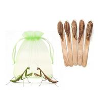 Carolina Praying Mantis Egg Case on a Wooden Stick Attached,with Outdoor Hatching Bag(Five Carolina Praying Mantis Eggs) -Includes 50-200 Nymphs | Perfect for STEM Education, Eco-Friendly Garden