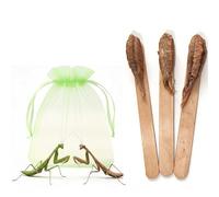 Carolina Praying Mantis Egg Case on a Wooden Stick Attached,with Outdoor Hatching Bag(Three Carolina Praying Mantis Eggs) -Includes 50-200 Nymphs | Perfect for STEM Education, Eco-Friendly Garden