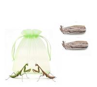 Carolina Praying Mantis Egg Case with Outdoor Hatching Bag(Two Carolina Praying Mantis Eggs) -Includes 50-200 Nymphs | Perfect for STEM Education, Eco-Friendly Garden & Fun Pet Observation