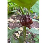 Carolina Reaper Chocolate Chilli Seeds - 10 Fresh Seeds