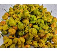 Carolina Reaper Mustard Chilli Seeds - 10 Fresh Seeds