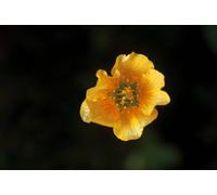 Carolyn McDade-solo voice - O Beautiful Gaia- Love Songs to Earth (UK Import)