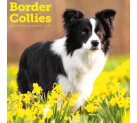 Carousel Calendars, Border Collies 2026 Wall Calendar, 12'' X 12'', 16-Month Calendar with Stapled Binding