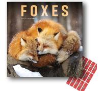 Carousel Worldwide Foxes 2027 Square Wall Calendar with Planning Stickers, 12-Month Planner (Jan-Dec 2027), Fox Wildlife Photography, Organiser for Home, Office, 30.5 x 30.7 cm