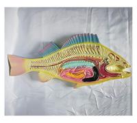 Carp Fish Dissection Model, Fish Internal Organs Anatomical Model, Carp Skeleton and Intestinal Structure Mold, for Biology and Zoology Education. 49 * 20CM
