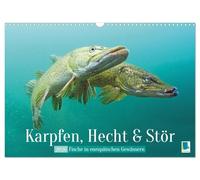Carp, Pike and Sturgeon: Fish in European Waters (Wall Calendar 2026 DIN A3 Landscape), CALVENDO Monthly Calendar