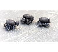 Carp Zigs Black Bug Foam Fishing Zig Rig Hooks Foam Bugs 3 Pack Zig Kit