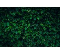 Carpinus Betulus Hornbeam Hedging Plants Pack of 10 Trees Potted Direct Plants Green One Size