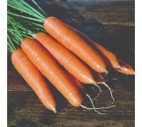 Carrot Eskimo F1 Hybrid Seeds Cold-Tolerant Maincrop Rhs Agm Sweet Orange Roots 1 X Packet 50 Seeds By Thompson & Morgan