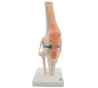 Carrttline Anatomical Knee Joint Skeleton Model Human Knee Joint Teaching Model with Ligaments Model, Life Size