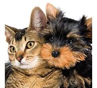 Carte Blanche 3D Holographic Card - Up Close - Cat and Puppy Dog
