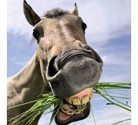 Carte Blanche 3D Holographic Card - Up Close - Horse Chewing Grass