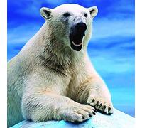 Carte Blanche 3D Holographic Card - Up Close - Polar Bear