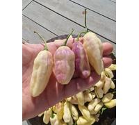 Cartel Karen Chilli Seeds - 10 Fresh Seeds