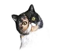 Cartoon Animals Children Temporary Tattoo Sticker Small Waterproof Fake Body Art Tattoos Cute Dog Cat(022)