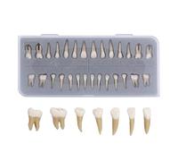Casiler 1 Box Dental Model Teeth Model 28 Pcs 1:1 Full Permanent Tooth Model for Dental Teaching