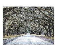 Cassell Tree Tunnel Road Canvas Wall Art Print