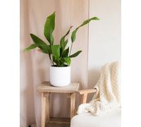 Cast Iron Plant Indoor Houseplant - Hello Houseplants