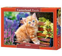 Ginger Kitten
