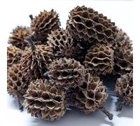 Casuarina Cones for Shrimp, Snails & Aquariums - Natural Blackwater Tannins for Shrimp, Snails & Fish (30g)