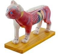 Cat Acupuncture Model, 36 Commonly Acupuncture Points with Left Half, 4D Animal Anatomical Model with Right Half, for Veterinary Teaching Teaching