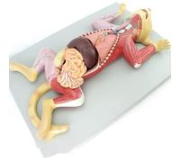 Cat Anatomical Model 3D Visual Cat Anatomical Model Kit Animal Anatomy Detachable And Assembled Anatomical Veterinary Animal Husbandry Teaching