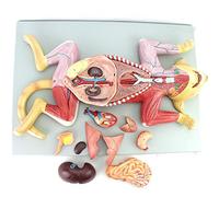 Cat Anatomical Model - Life Size Cat Anatomy Model - Separate into 10 Parts Animal Anatomical Model - Pvc Animal Teaching Anatomical Model - for Medical Educational Training