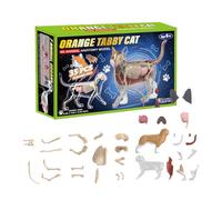 Cat Anatomy 4D Learning Aid