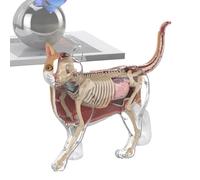 Cat Anatomy Cube 4D Veterinary Model Organs Skeleton