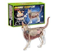 Cat Anatomy for Kids 4D Teaching Aid