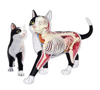 Cat Anatomy Model - 28 Parts Detachable Organs, Anatomical Skeleton for Medical Teaching Aid