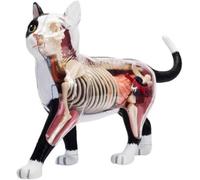 Cat Anatomy Model 4D Vision, 28 Removable Organs and Body Parts, Animal Veterinary Training for Animal Teaching Demonstration Cat Model Dissection Tools